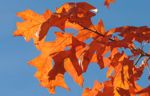 Quercus pagoda Raf.