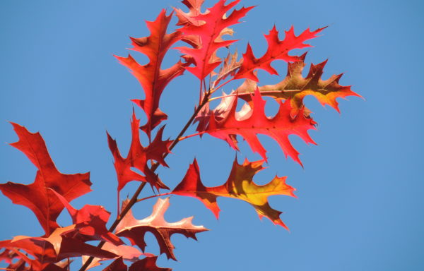 Quercus palustris Münchh.