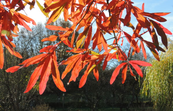 Quercus phellos L.