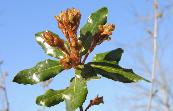 Quercus phillyreoides A. Gray.