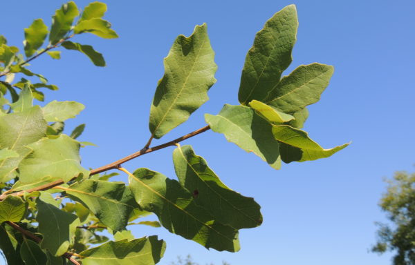 Quercus polymorpha Schltdl. & Cham.