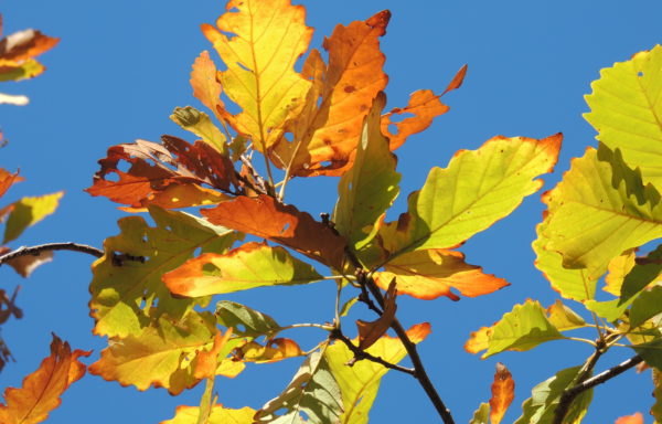 Quercus montana Willd.