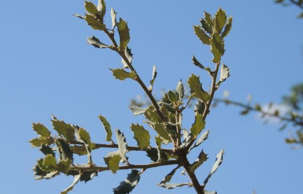 Quercus rotundifolia Lam.