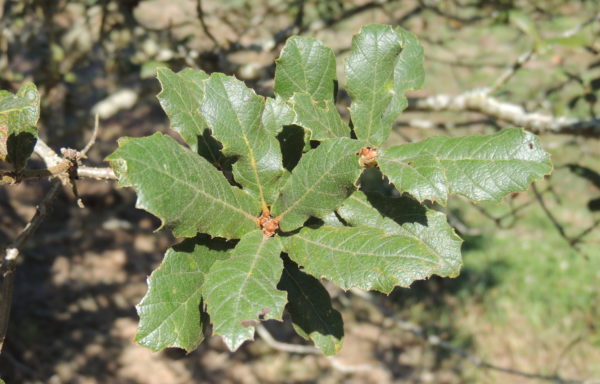 Quercus rugosa Née