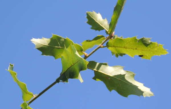 Quercus sartorii Liebm.