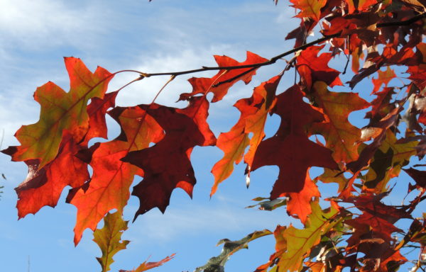 Quercus shumardii Buckley