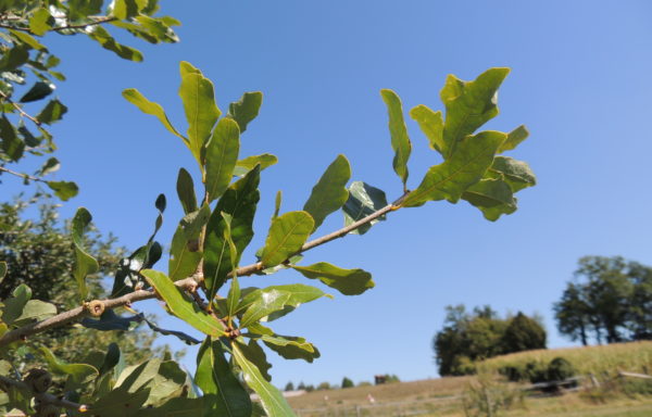 Quercus sinuata var. breviloba (Torr.) C.H.Mull.