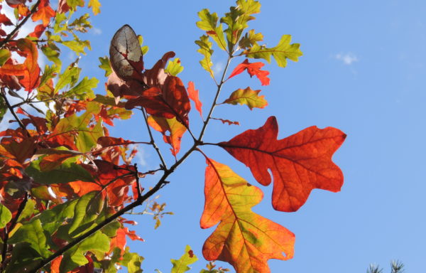 Quercus stellata Wangenh.