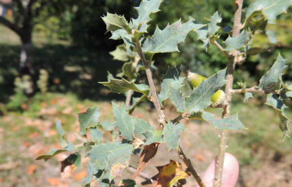Quercus turbinella Greene
