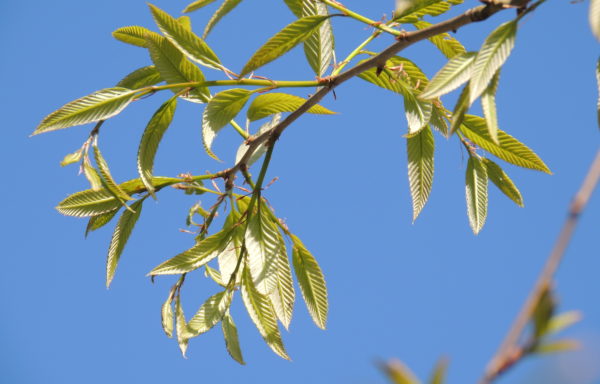 Quercus variabilis Blume