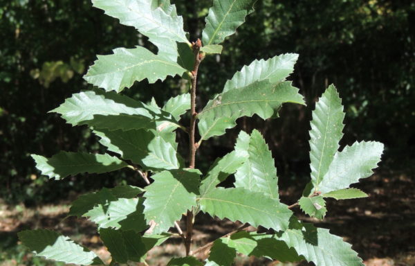 Quercus x libanerris Boom