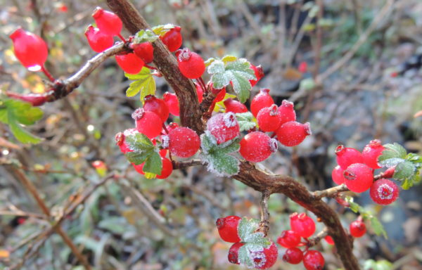 Ribes fasciculatum var. chinense Maxim.