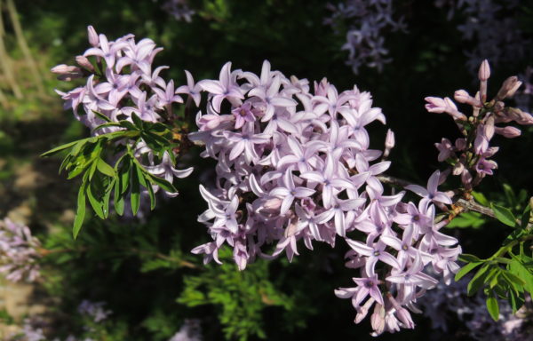 Syringa persica L.