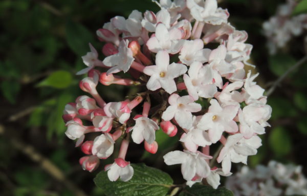 Viburnum carlesii var. bitchiuense (Makino)