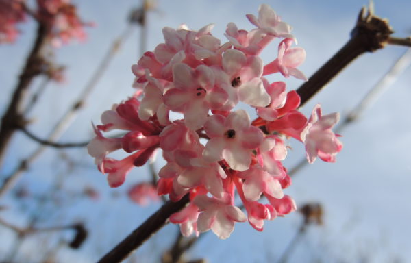 Viburnum × bodnantense Aberc. ex Stearn