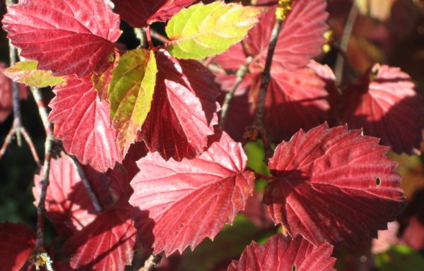 Viburnum dentatum L.