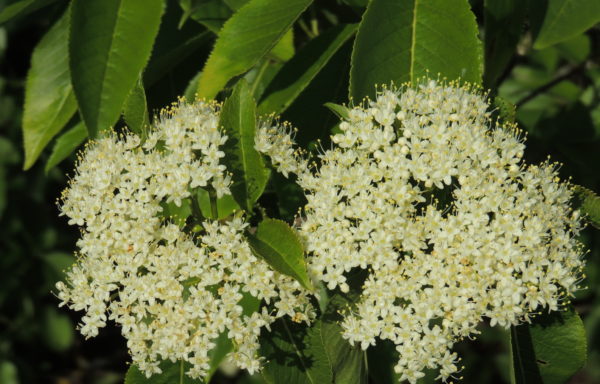 Viburnum lentago L.