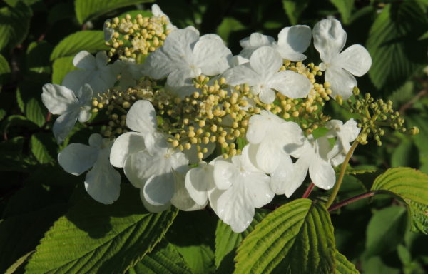 Viburnum plicatum Thunb.