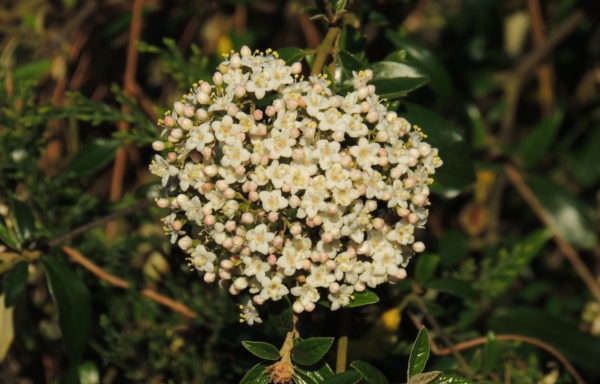 Viburnum utile Hemsl.