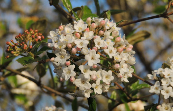 Viburnum X burkwoodii Burkwood. & Skipwith.