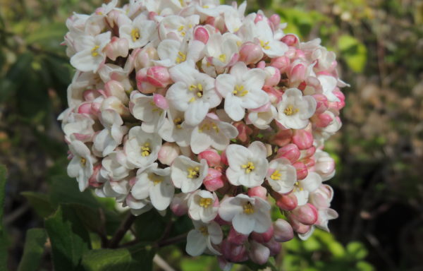 Viburnum X carlcephalum Burk. ex R. B. Pike