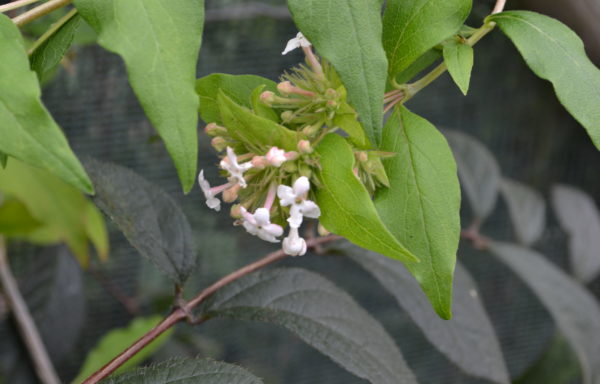 Abelia triflora R.Br.