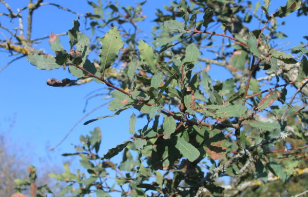 Quercus engelmannii Greene