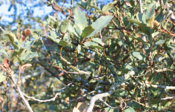 Quercus grisea Liebm.