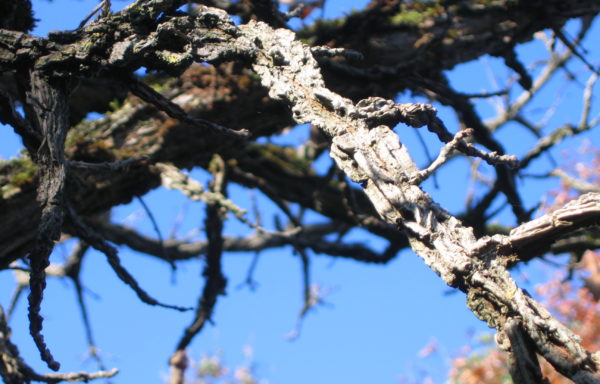 Quercus macrocarpa Michx.