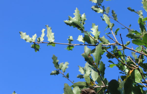 Quercus vaseyana Buckley