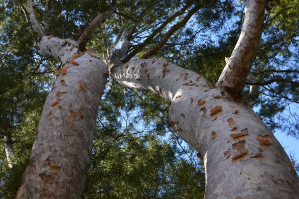 Pinus bungeana Zucc. ex Endl.