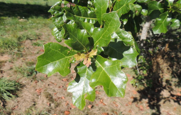 Quercus arkansana Sarg.