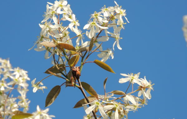 Amelanchier canadensis (L.) Medik.