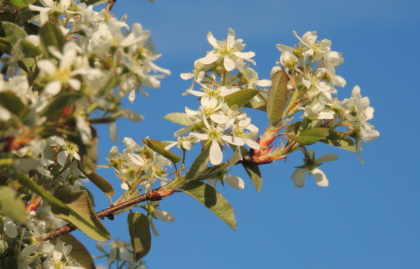 Amelanchier ovalis Medik.