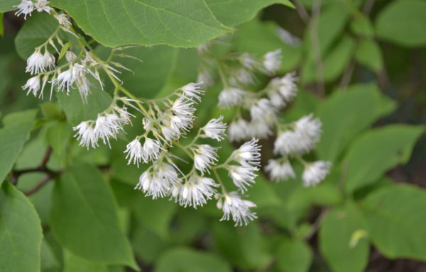 Pterostyrax hispidus Siebold & Zucc.