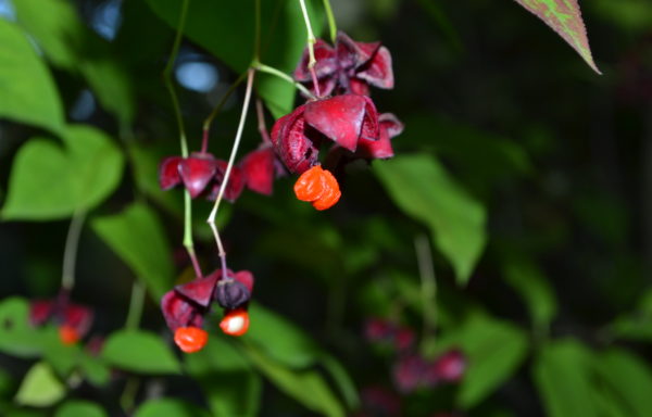 Euonymus planipes Koehne