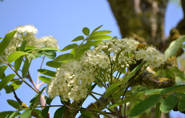 Sorbus domestica L.