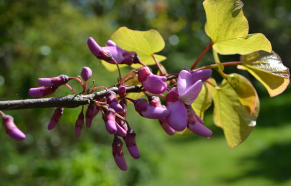 Cercis siliquastrum L.