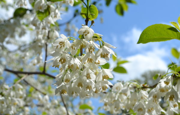 Halesia carolina L.