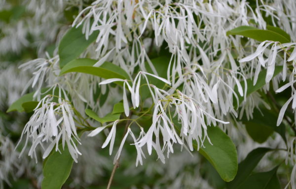 Chionanthus retusus Lindl. & Paxton