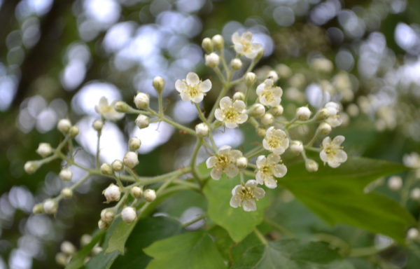 Sorbus torminalis (L.) Crantz