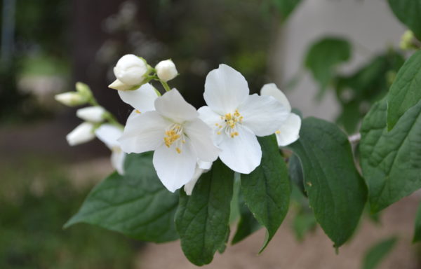 Philadelphus coronarius L.