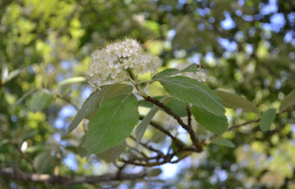 Sorbus aria (L.) Crantz