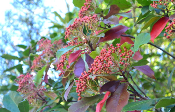 Photinia serratifolia (Desf.) Kalkman