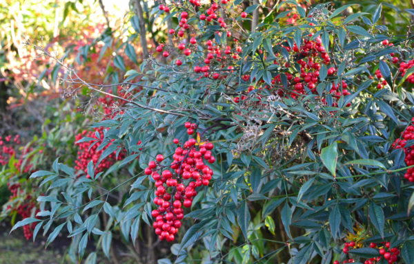 Nandina domestica Thunb.