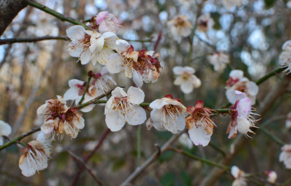 Prunus mume (Siebold) Siebold & Zucc.