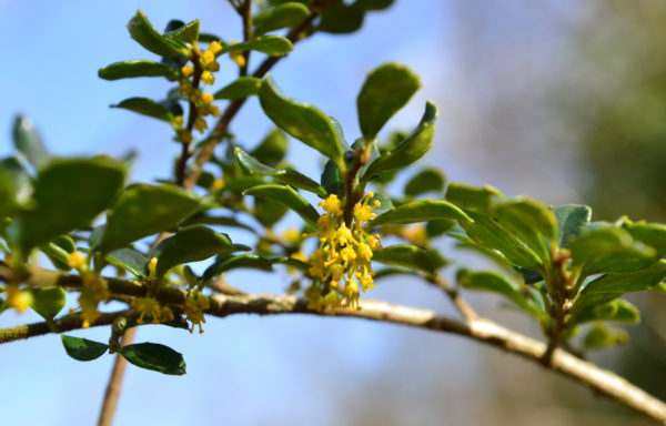 Azara microphylla Hook.f.