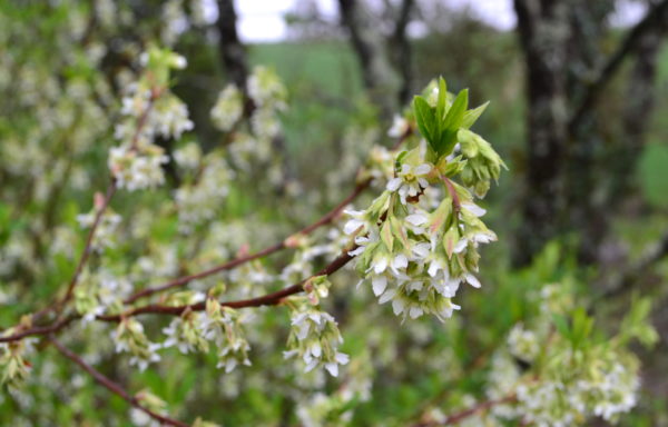 Oemleria cerasiformis (Torr. & A.Gray ex Hook. & Arn.) J.W.Landon