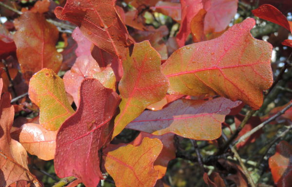 Quercus marilandica Münchh.