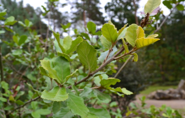 Quercus dolicholepis A.Camus